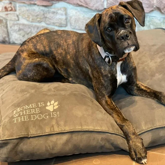 Inklusivleistungen im Kloster Hornbach und im Lösch Brauner Boxer-Hund liegt auf grauem Hundebett vor Steinwand