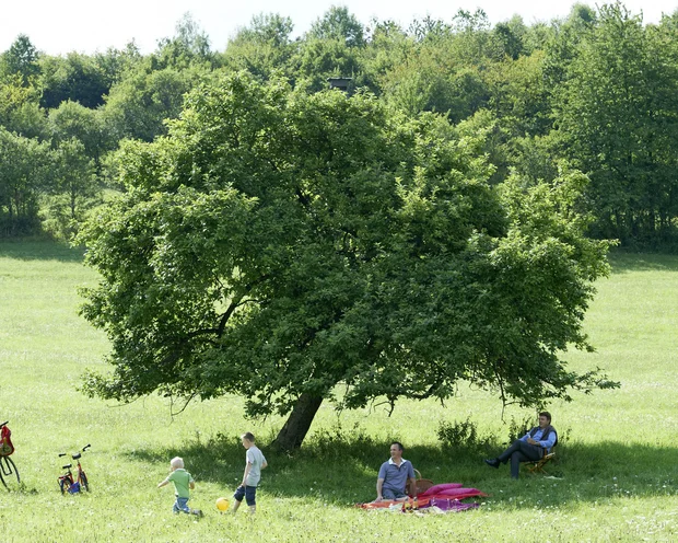 Ausflugstipps für Ihren Urlaub in der Pfalz Familie mit Kindern beim Picknick unter einem großen Baum auf einer grünen Wiese