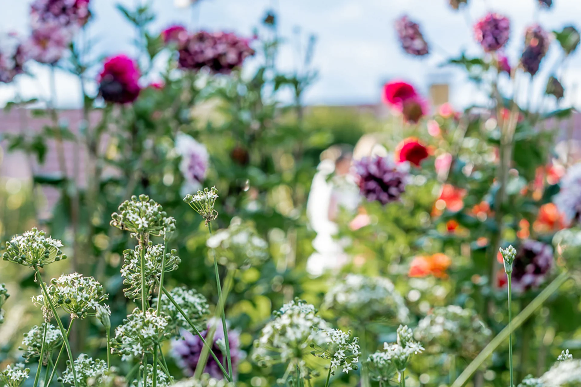 Treffpunkt, Kraftplatz und Hotel in Hornbach Nahaufnahme von weißen und bunten Blumen auf einer Wiese bei Tageslicht
