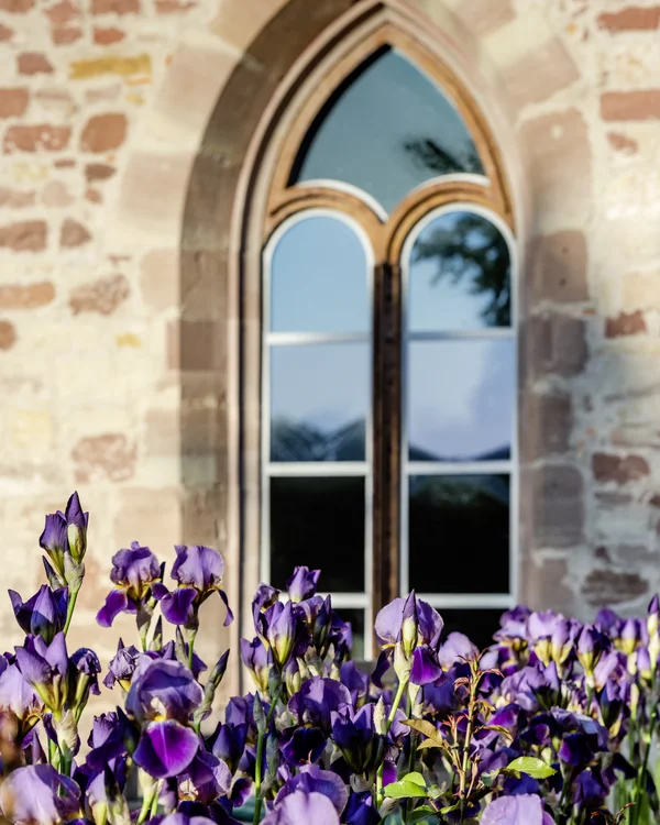 Exzellenter Lernort Kloster Hornbach Violette Blumen vor einem gotischen Fenster in einer Steinfassade