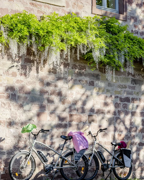 Kloster Hornbach: Ihr fahrradfreundliches Hotel in der Pfalz Zwei Fahrräder lehnen an einer Steinmauer mit blühendem Grün darüber