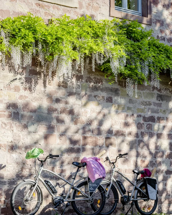 Ausflugstipps für Ihren Urlaub in der Pfalz Zwei Fahrräder vor einer Backsteinmauer mit grünen Pflanzen und weißen Blüten